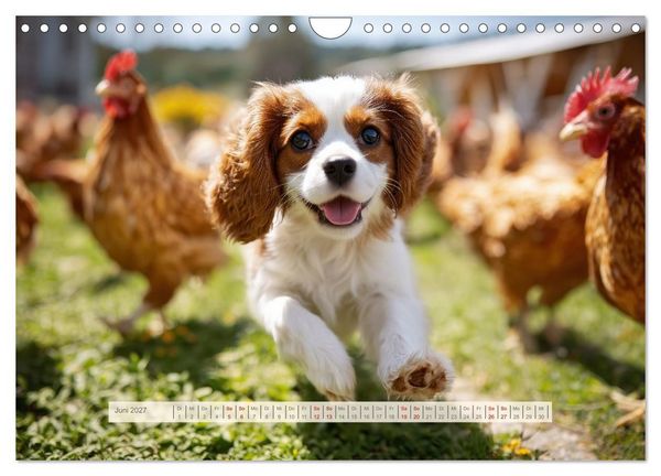 Produktbild: Cavalier King Charles Spaniel. Die lustigsten Cavalier Momente des Jahres. (Wandkalender 2027 DIN A4 quer), CALVENDO Monatskalender