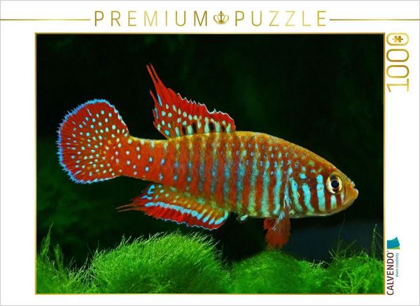 CALVENDO Puzzle Simpsonichthys zonatus, BRASILIEN | 1000 Teile Lege-Größe 64x48cm Foto-Puzzle für glückliche Stunden