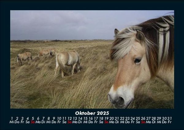 Produktbild: Pferdegefl&uuml;ster 2025 Fotokalender DIN A5