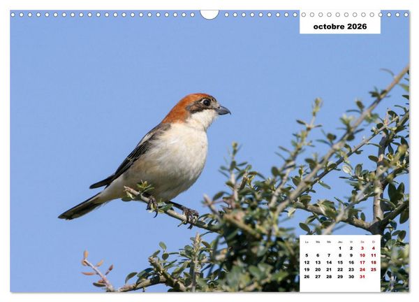 Produktbild: Les habitants de Lesbos Ile des cyclades (Calendrier mural 2026 DIN A3 vertical), CALVENDO calendrier mensuel