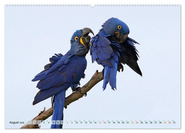 Produktbild: Aras im Pantanal (hochwertiger Premium Wandkalender 2026 DIN A2 quer), Kunstdruck in Hochglanz