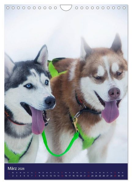 Produktbild: Huskies - Artwork (Wandkalender 2026 DIN A4 hoch), CALVENDO Monatskalender