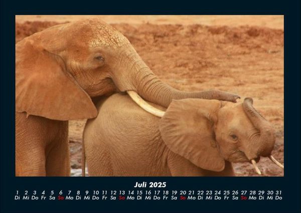 Produktbild: Tierkalender 2025 Fotokalender DIN A4