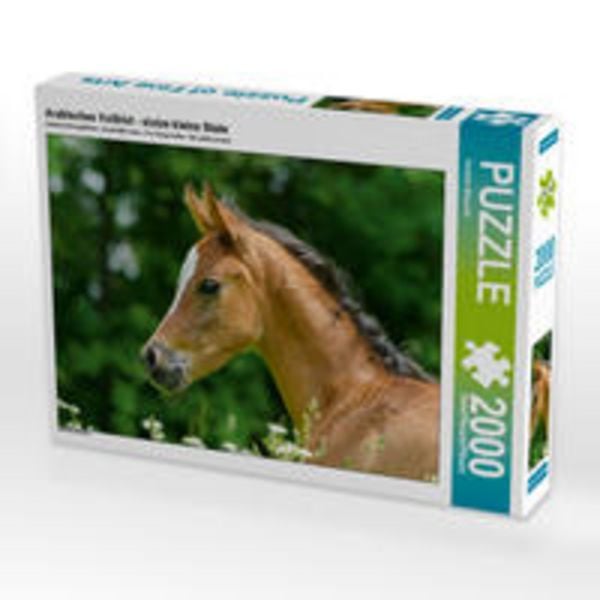 CALVENDO Puzzle Arabisches Vollblut - stolze kleine Stute | 2000 Teile Lege-Größe 90 × 67 cm Foto-Puzzle für glückliche Stunden