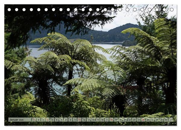 Produktbild: Prim&auml;rwald - Neuseeland (Tischkalender 2026 DIN A5 quer), CALVENDO Monatskalender