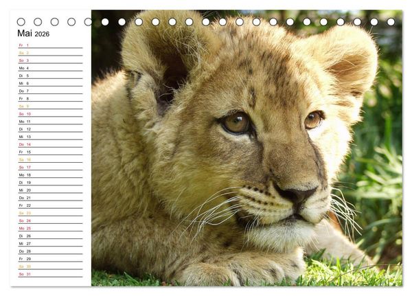 Produktbild: LION KING SELFIES L&ouml;wen hautnah (Tischkalender 2026 DIN A5 quer), CALVENDO Monatskalender