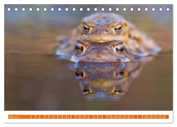 Produktbild: Farbige Fr&ouml;sche (Tischkalender 2026 DIN A5 quer), CALVENDO Monatskalender