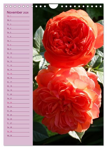 Produktbild: Rosen Symphonie (Wandkalender 2026 DIN A4 hoch), CALVENDO Monatskalender