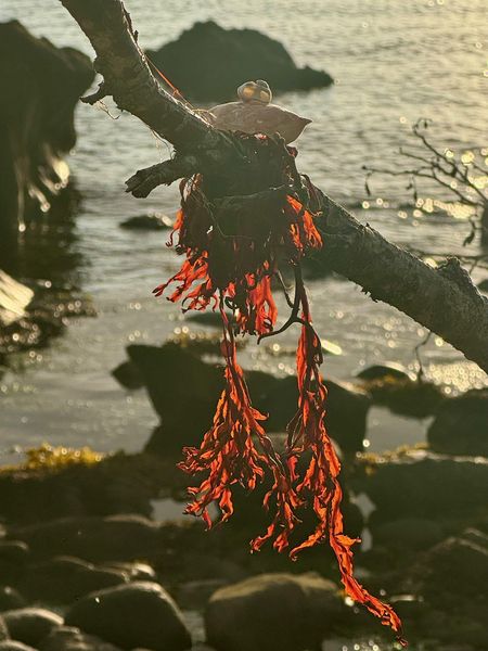 Produktbild: Stranding