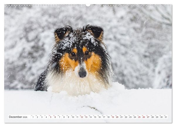 Produktbild: Collies - die sch&ouml;nsten Hunde der Welt (hochwertiger Premium Wandkalender 2026 DIN A2 quer), Kunstdruck in Hochglanz