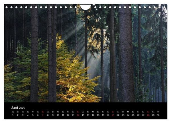 Produktbild: B&auml;ume (Wandkalender 2026 DIN A4 quer), CALVENDO Monatskalender