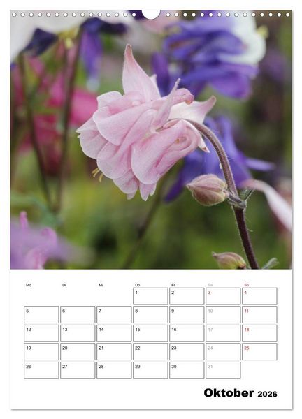 Produktbild: Zauberhafte Akeleien (Wandkalender 2026 DIN A3 hoch), CALVENDO Monatskalender