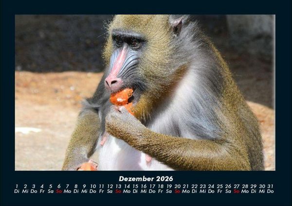 Produktbild: Affen 2026 Fotokalender DIN A4