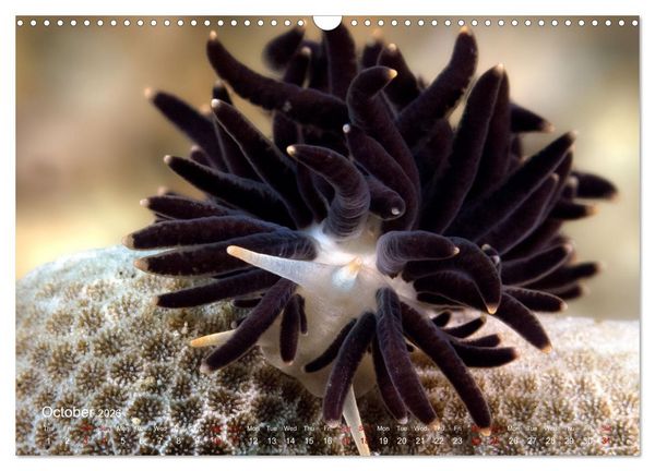 Produktbild: Diving in Indonesia - BEAUTIFUL NUDIBRANCHS (Wall Calendar 2026 DIN A3 landscape), CALVENDO 12 Month Wall Calendar