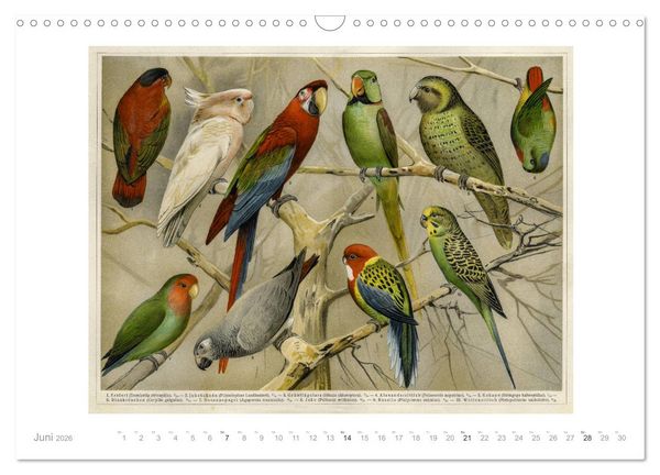 Produktbild: Farbenpr&auml;chtige Fauna. Fische, V&ouml;gel, Schmetterlinge in Grafiken des 19 Jahrhunderts (Wandkalender 2026 DIN A3 quer), CALVENDO Monatskalender