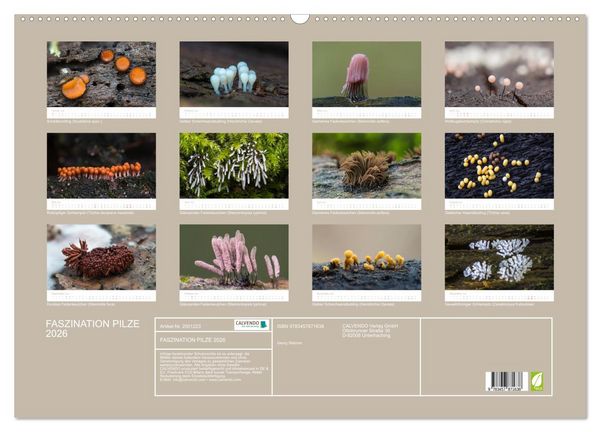 Produktbild: FASZINATION PILZE 2026 (Wandkalender 2026 DIN A2 quer), CALVENDO Monatskalender