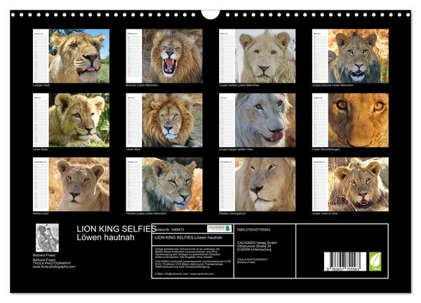 Produktbild: LION KING SELFIES L&ouml;wen hautnah (Wandkalender 2026 DIN A3 quer), CALVENDO Monatskalender