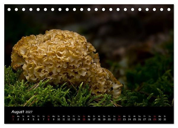 Produktbild: Pilzgalerie (Tischkalender 2027 DIN A5 quer), CALVENDO Monatskalender
