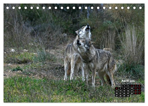 Produktbild: Willkommen Wolf (Tischkalender 2026 DIN A5 quer), CALVENDO Monatskalender