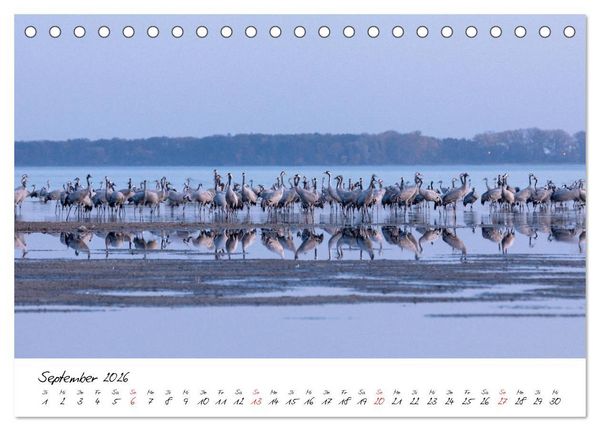 Produktbild: Kraniche am Schlafplatz - im Naturparadies der Mecklenburgischen Seenplatte (Tischkalender 2026 DIN A5 quer), CALVENDO Monatskalender