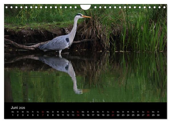 Produktbild: Aus dem Leben der Graureiher (Wandkalender 2026 DIN A4 quer), CALVENDO Monatskalender