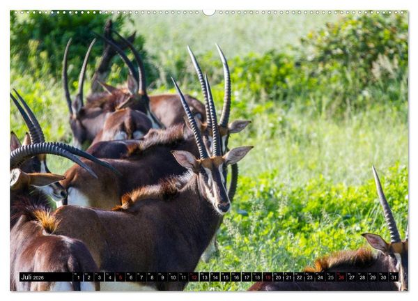 Produktbild: Afrikas wilde Tiere (Wandkalender 2026 DIN A2 quer), CALVENDO Monatskalender