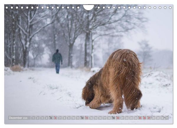 Produktbild: Briards - sanfte Riesen mit Temperament (Wandkalender 2026 DIN A4 quer), CALVENDO Monatskalender