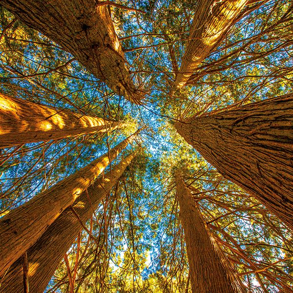 Produktbild: Deep Forest 2024