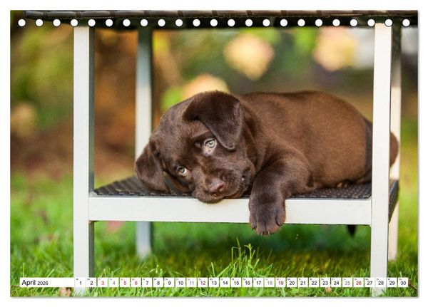 Produktbild: Freund auf 4 Pfoten - Labrador Retriever (Tischkalender 2026 DIN A5 quer), CALVENDO Monatskalender