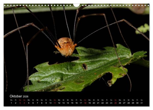 Produktbild: Unsere Spinnen - im Gespr&auml;ch (Wandkalender 2026 DIN A3 quer), CALVENDO Monatskalender