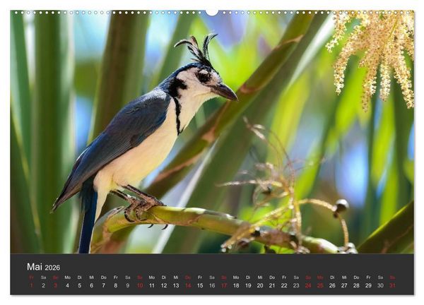 Produktbild: Costa Rica 2026 Exotische Vogelwelt (Wandkalender 2026 DIN A2 quer), CALVENDO Monatskalender