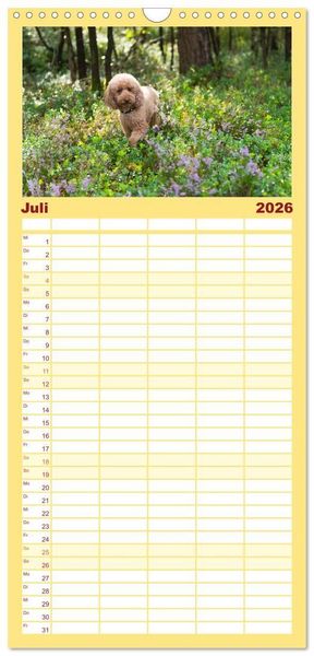 Produktbild: Familienplaner 2026 - Maltipoo - Malteser -Pudel mit 5 Spalten (Wandkalender, 21 x 45 cm) CALVENDO