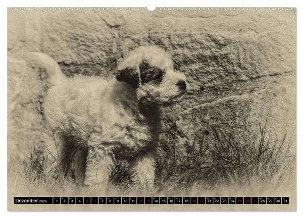 Produktbild: Parson Jack Russel Welpen (Wandkalender 2026 DIN A2 quer), CALVENDO Monatskalender