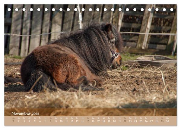 Produktbild: Mit Pferden durch&acute;s Jahr (Tischkalender 2026 DIN A5 quer), CALVENDO Monatskalender