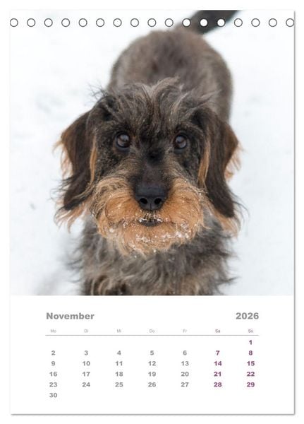 Produktbild: Dackel(augen)blicke (Tischkalender 2026 DIN A5 hoch), CALVENDO Monatskalender