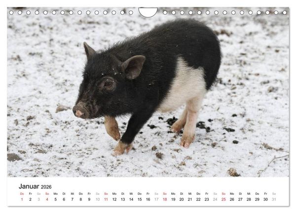 Produktbild: Schwein gehabt! (Wandkalender 2026 DIN A4 quer), CALVENDO Monatskalender