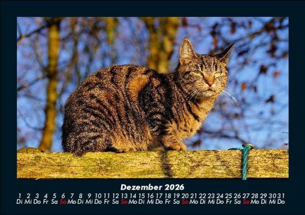 Produktbild: F&uuml;r Katzenfreunde 2026 Fotokalender DIN A5