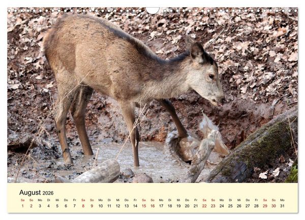 Produktbild: Der Rothirsch - Der K&ouml;nig in unseren W&auml;ldern (Wandkalender 2026 DIN A3 quer), CALVENDO Monatskalender