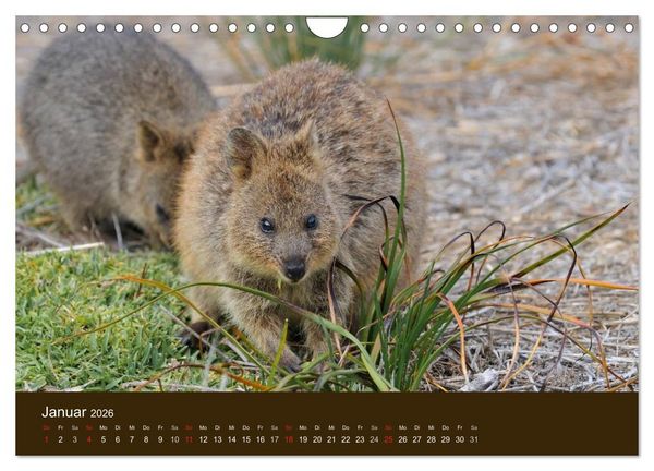 Produktbild: Beuteltiere Australiens (Wandkalender 2026 DIN A4 quer), CALVENDO Monatskalender
