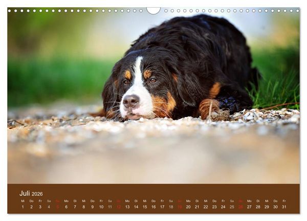Produktbild: Berner Sennenhunde (Wandkalender 2026 DIN A3 quer), CALVENDO Monatskalender