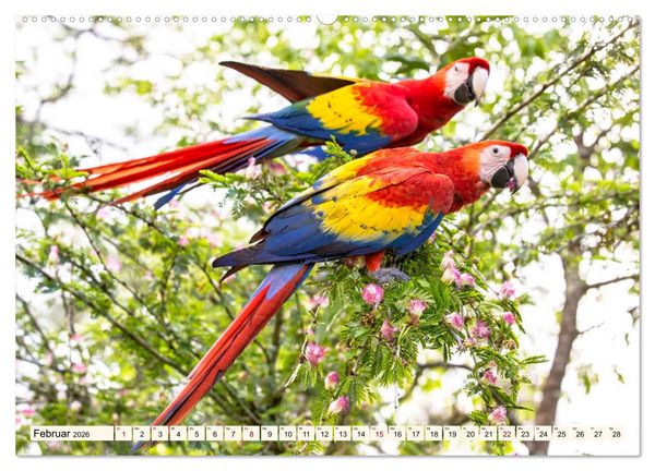 Produktbild: Costa Rica - Farben des Regenwaldes (Wandkalender 2026 DIN A2 quer), CALVENDO Monatskalender