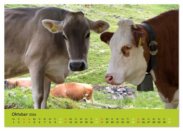 Produktbild: K&uuml;he - Sch&ouml;nheiten der Alpen (Wandkalender 2026 DIN A3 quer), CALVENDO Monatskalender