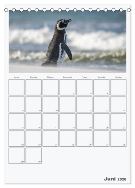 Produktbild: Alltag bei den Pinguinen auf Falkland (Tischkalender 2026 DIN A5 hoch), CALVENDO Monatskalender