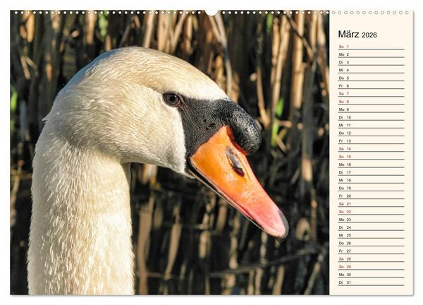 Produktbild: Schwanenzauber (hochwertiger Premium Wandkalender 2026 DIN A2 quer), Kunstdruck in Hochglanz