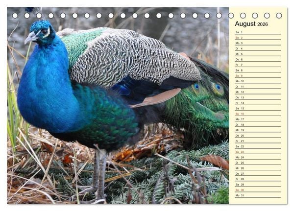 Produktbild: Pfaue. Pr&auml;chtig und schillernd (Tischkalender 2026 DIN A5 quer), CALVENDO Monatskalender
