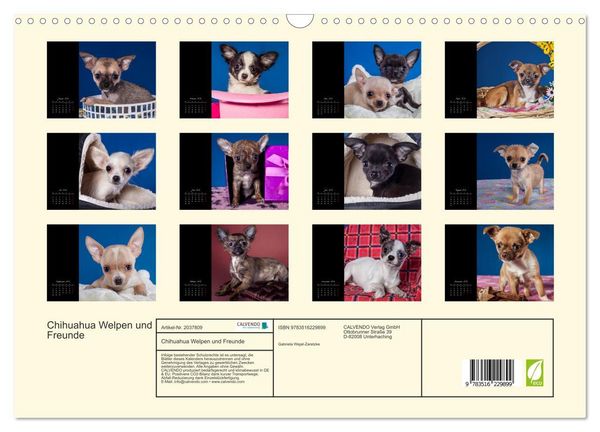 Produktbild: Chihuahua Welpen und Freunde (Wandkalender 2026 DIN A3 quer), CALVENDO Monatskalender