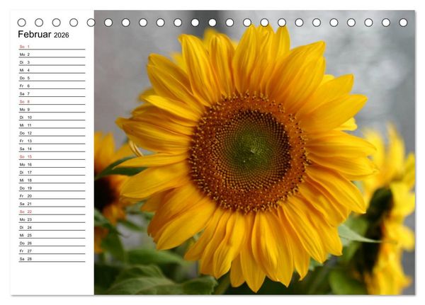 Produktbild: Sonnenblumen Impressionen (Tischkalender 2026 DIN A5 quer), CALVENDO Monatskalender