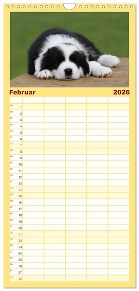 Produktbild: Familienplaner 2026 - Border Collie Welpen mit 5 Spalten (Wandkalender, 21 x 45 cm) CALVENDO