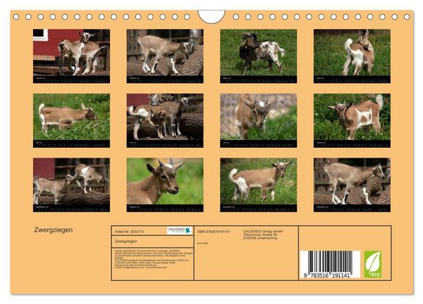 Produktbild: Zwergziegen (Wandkalender 2026 DIN A4 quer), CALVENDO Monatskalender