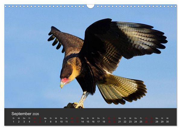 Produktbild: Faszination der Greifv&ouml;gel und Geier (Wandkalender 2026 DIN A3 quer), CALVENDO Monatskalender